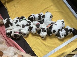 Beautiful litter of pedigree Italian Spinones.