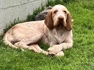 Ilsolo Lady Agatha aka Daphne