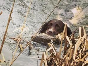 Retrieving pheasants