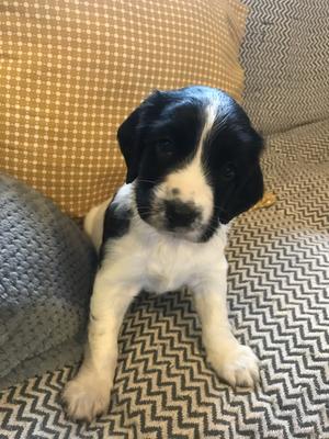 Black and white dog