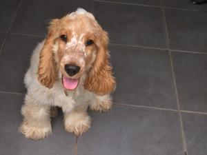 champdogs cocker spaniel puppies for sale