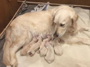Lily with her first litter