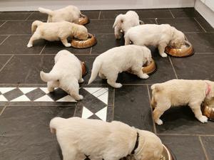 Lily's second litter