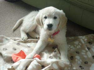 LILY AS A PUPPY
