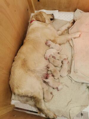 Fleur's first litter