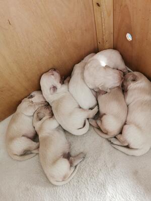 Fleur's puppies
