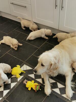 Fleur with pups