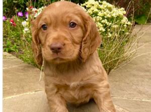 Dog Pup