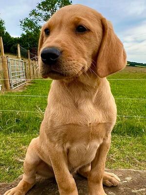 1 Fox Red Dog Pup for sale
