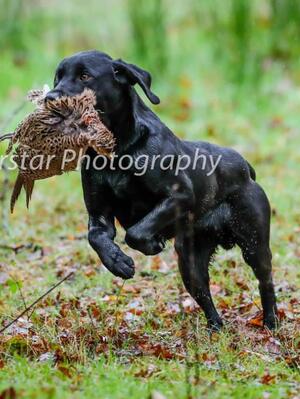 Sire: IrFTCH Kelmarsky Crow