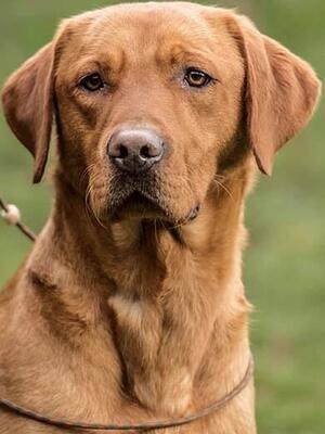 Buzz, Sire of the pups