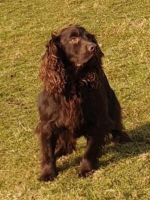 Sire: Ft Ch Poolgreen Clasp