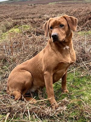 Burghope Delphine of Cleestangate