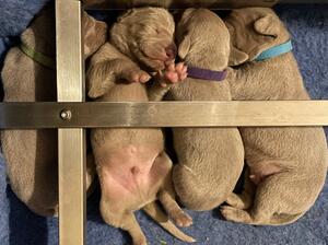 Chunky 2021 puppies