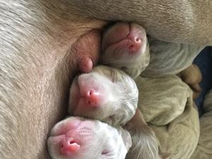 Noses!!