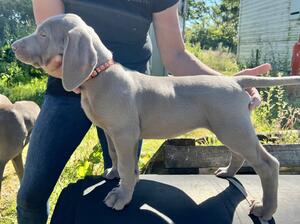 2022 Bitch Puppy