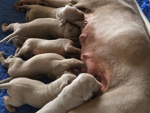Milk bar open!