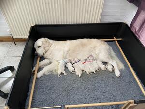 Safe arrival of eight pups.