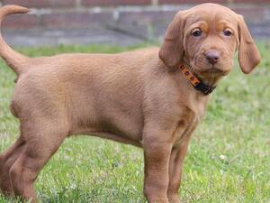 Echo 5 weeks
