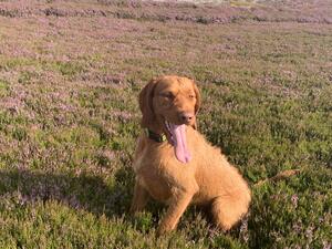 Raffa out on local moor