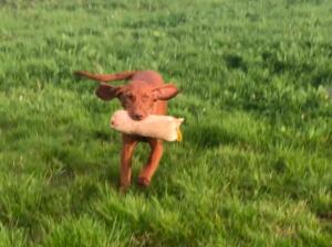 Young Echo retrieve training