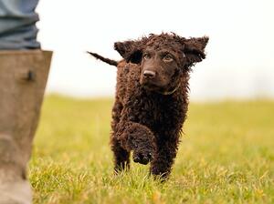 Keefe pup from Otters previous litter