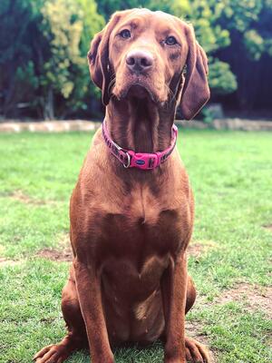Echo 1yr