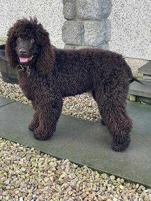 Murphy (Sire)