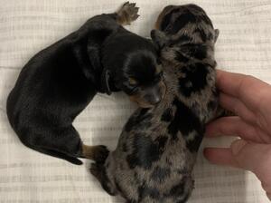 Puppies