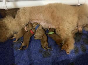 Mum with puppies
