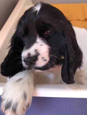 Black & White Girl Available