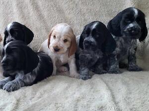 The full litter