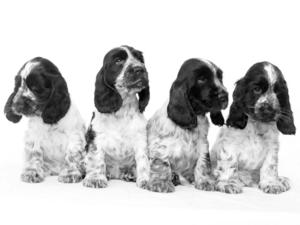 Four Puppies from this litter