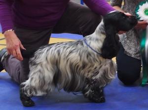 Puppy Sire - Sh Ch Glowhill Silver Spur