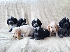 The Full Litter