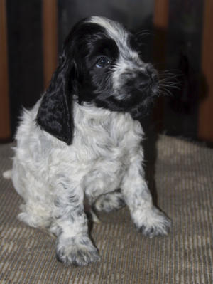 One of the Boys at 5 weeks old
