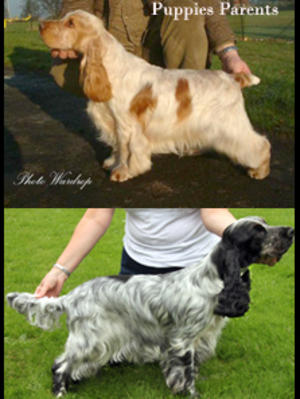 Puppies parents