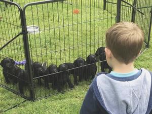 6 weeks old