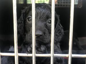 6 weeks old