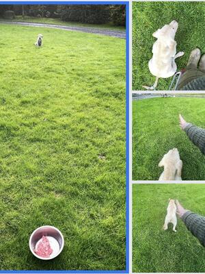 Sit, stay, position and sending on command - 12 wk