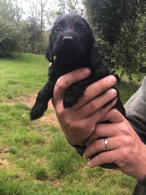 5 weeks old