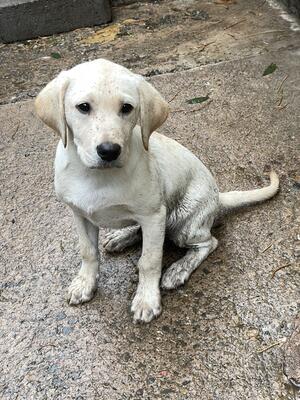 Last Yellow Dog Pup - now in training