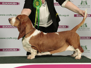 Ch Switherland Red Image BOB @ Crufts 2015