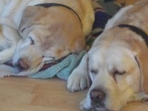 Clover & Dylan - together forever xx