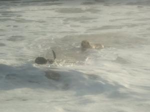 Brandy & Clover enjoying the swell at Oxwich bay