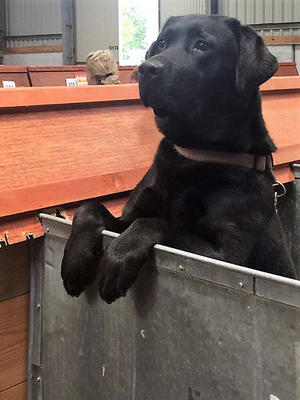 Bruce looking for his mum