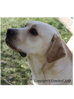 Dylan at LRC Wales Open show