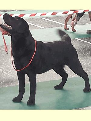 Bruce winning his class