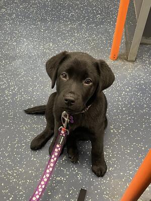Aoife 3 (Puppy)