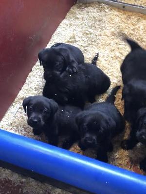 Puppies